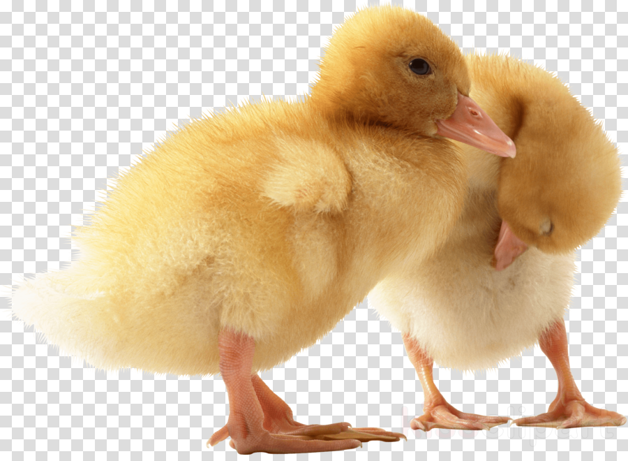 Meliodas Anime Seven Deadly Sins (900x660), Png Download