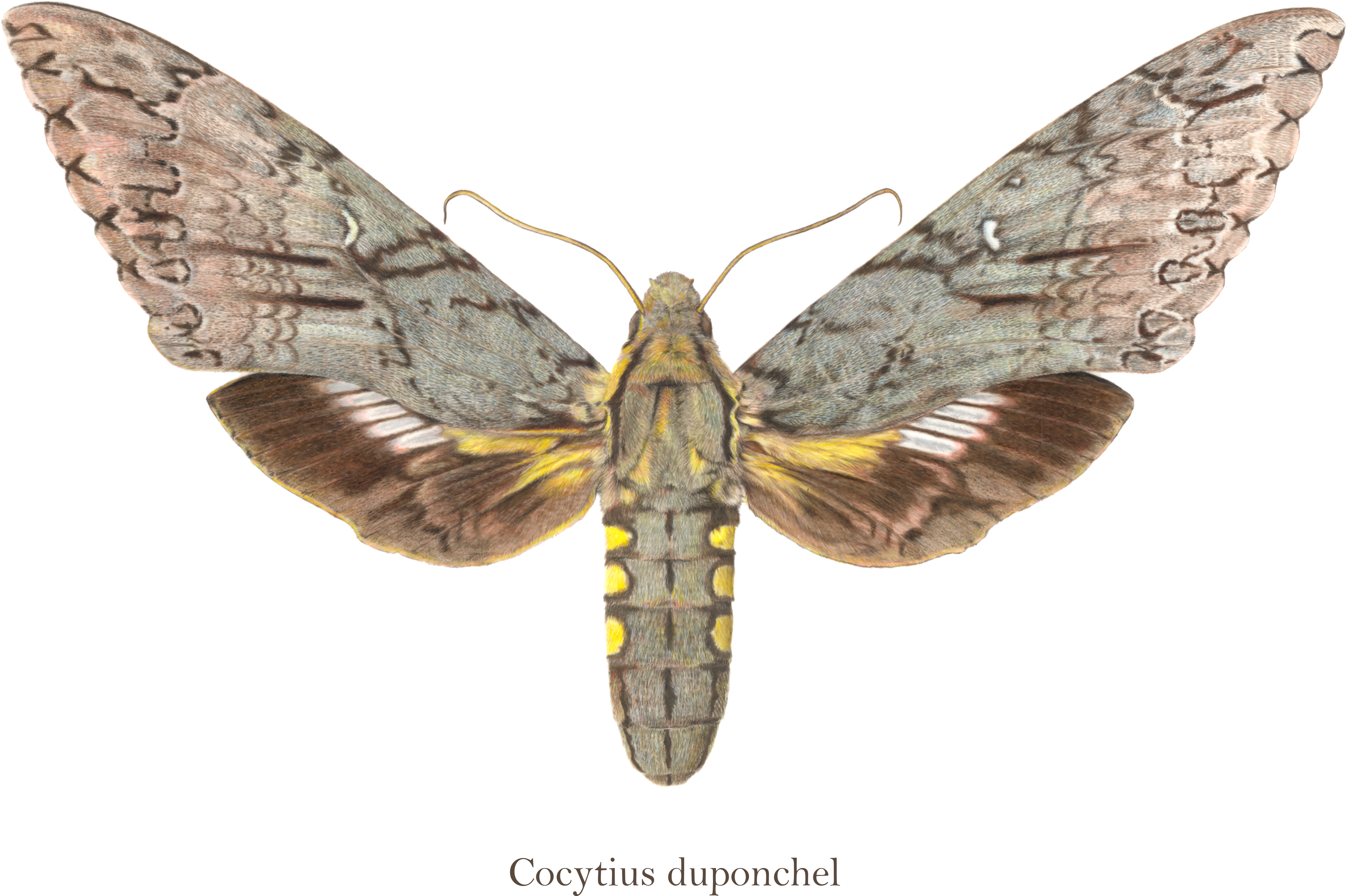 A Selection Of Illustrated Work By Our Curio Team - Art (5100x3300), Png Download