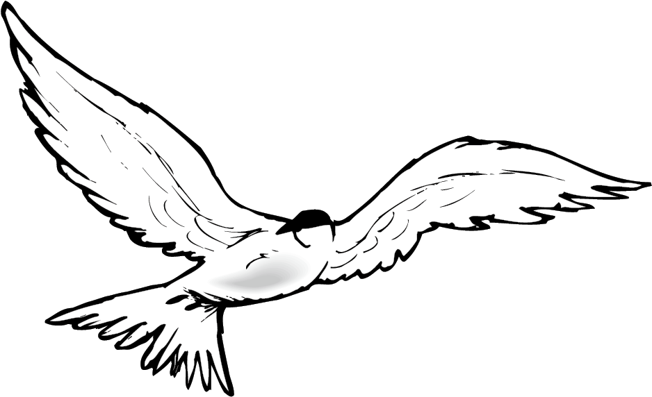 Swan Goose Clip Art Transprent Png Free - Clip Art (1146x661), Png Download