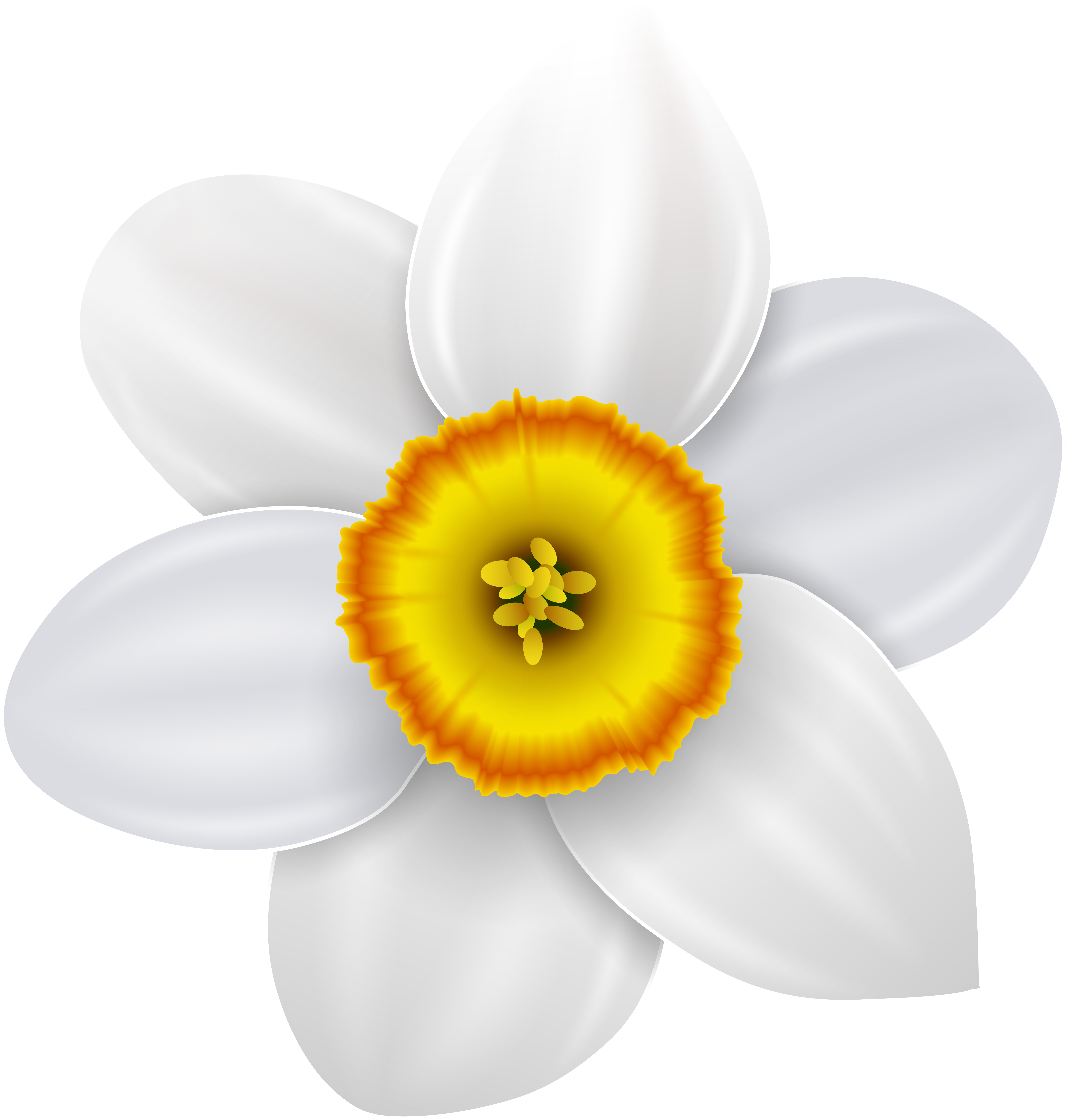 Narcissus Png (7692x8000), Png Download