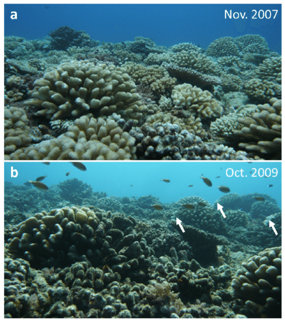 Widespread Coral Decline And Survival Of Guarded Corals - Great Barrier Reef Before And After (850x468), Png Download