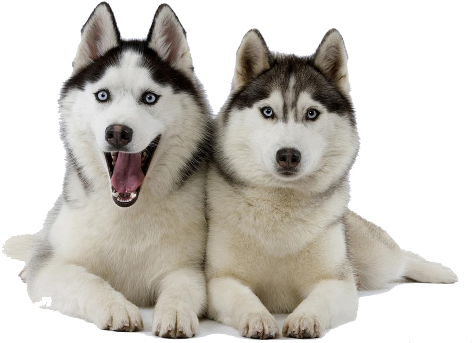 Husky Png Clipart - Chien De Traineau Race (1024x768), Png Download