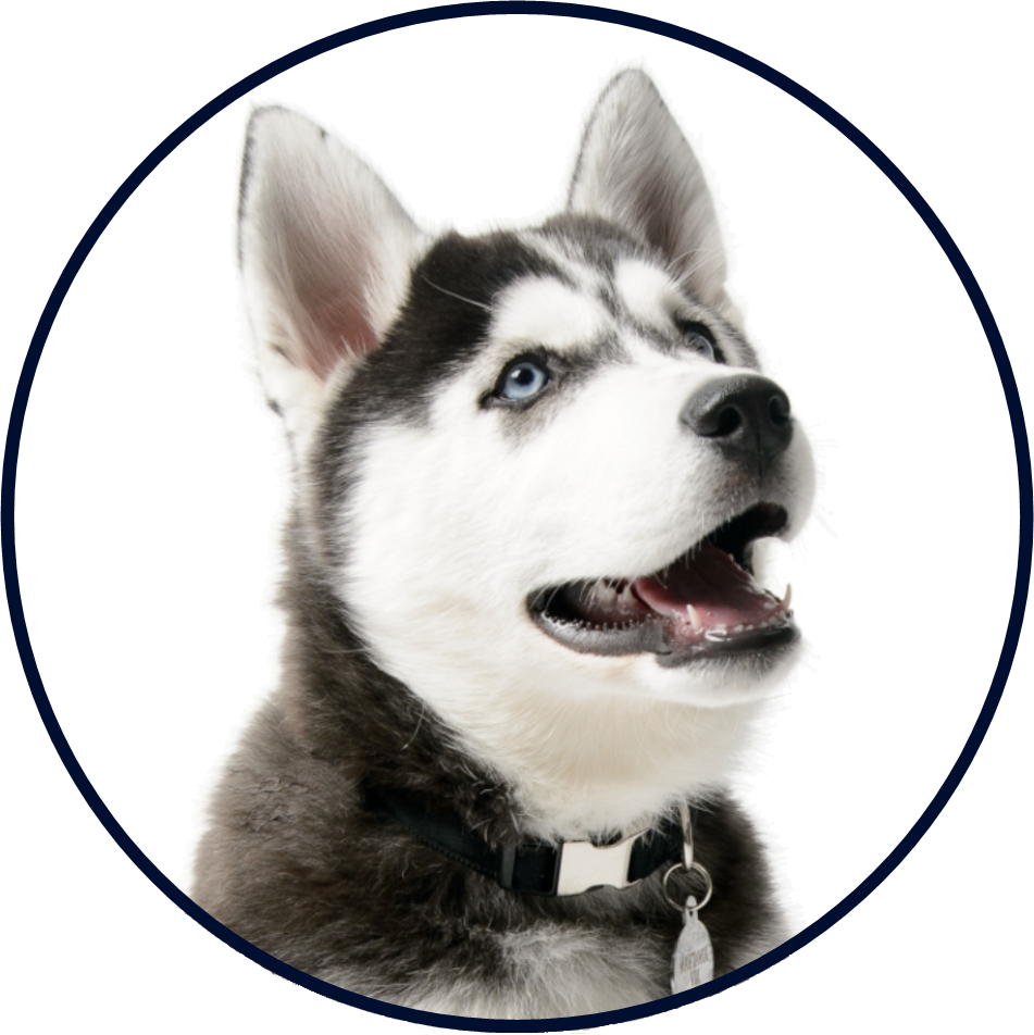 Healthy Husky Mascot Sticker - Health (951x952), Png Download