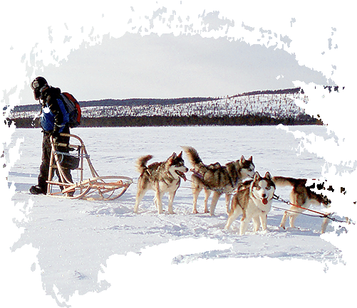 Husky Tour - Sled Dog Racing (500x450), Png Download