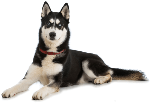 Looking For A Husky Puppy Or Dog In Illinois Adopt - Illinois (555x370), Png Download