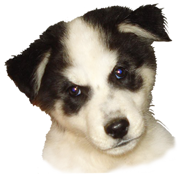 Png Freeuse Library Dog Clip Art Cartoon Illustrations - Dog Head Transparent Background (354x339), Png Download