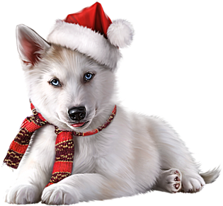 Little Husky - Dog (349x347), Png Download
