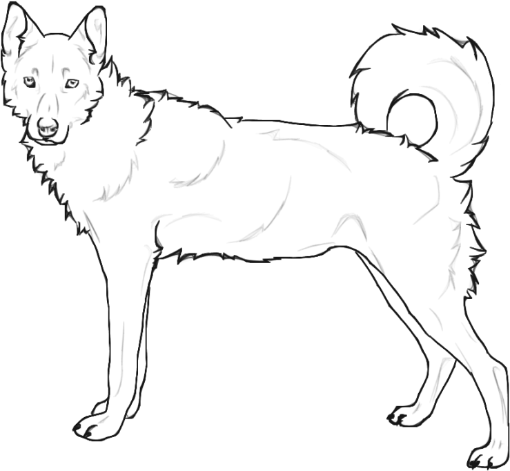 Husky Coloring Pictures - Siberian Husky (900x720), Png Download