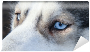 Sled Dog (400x400), Png Download