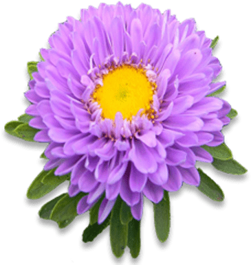 Single Purple Aster - Aster Flower Png (400x400), Png Download