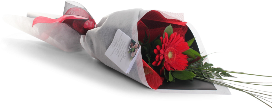 Single Gerbera - Transvaal Daisy (900x377), Png Download