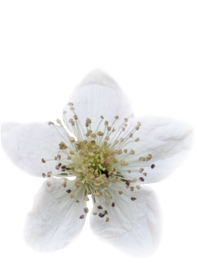 Wild Flower Essences - Cherry Blossom (286x502), Png Download