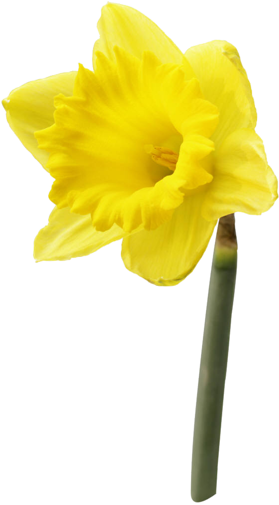 Daffodil Flower Png High-quality Image - Daffodil Day (626x1050), Png Download