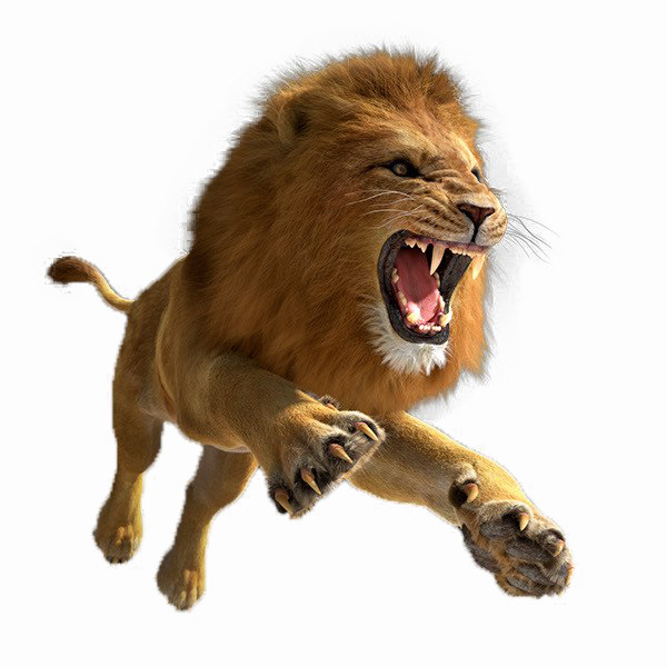 African Lion Png Image - Lion Png (600x600), Png Download