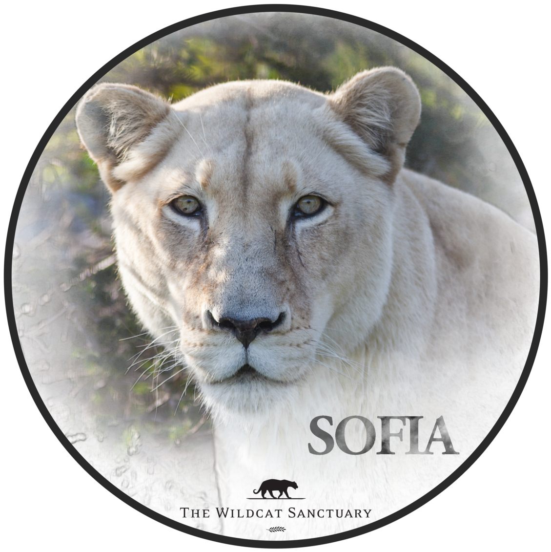 Cougar (1200x1200), Png Download