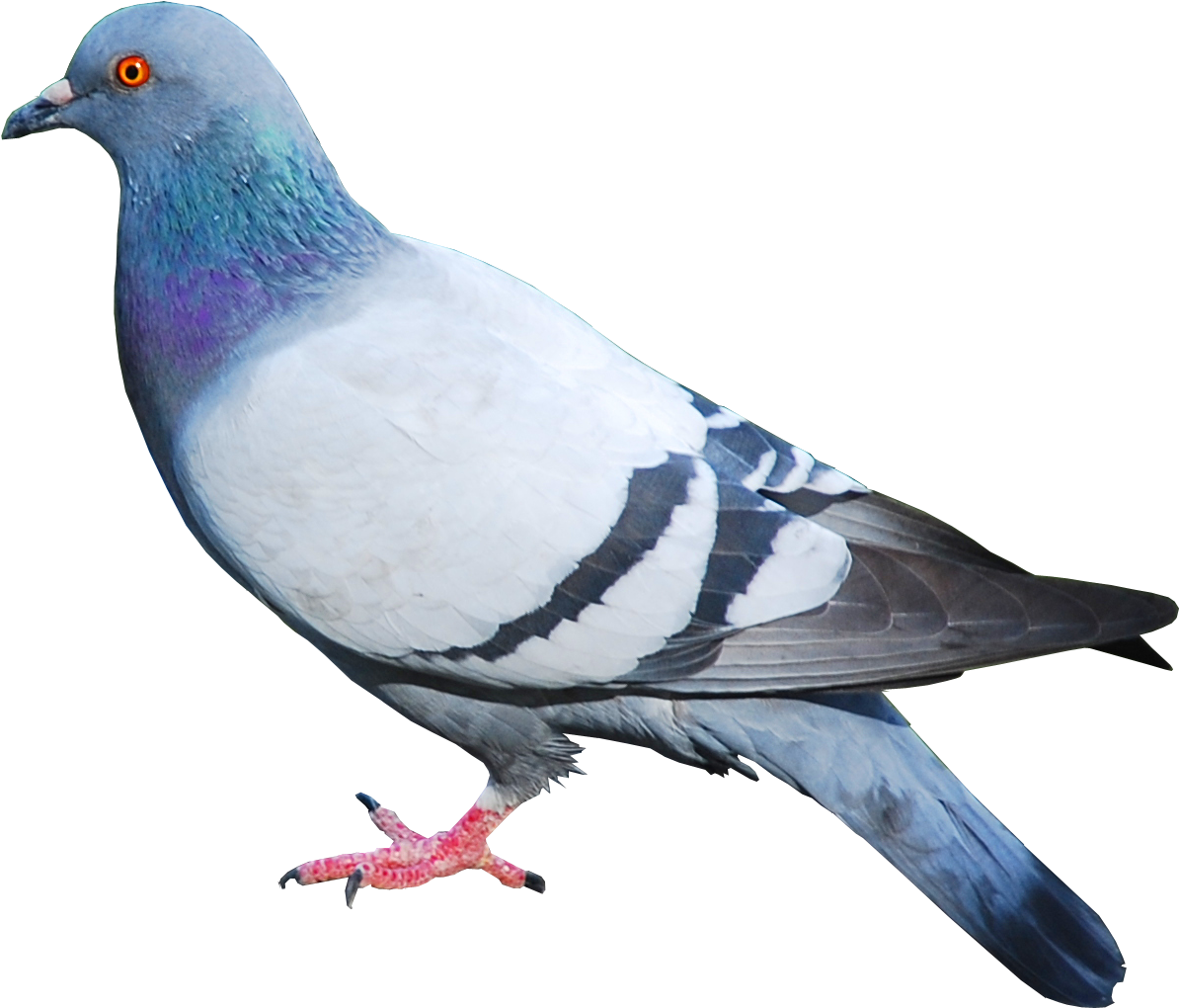Pigeon Png Image - Pigeon Png (1238x1138), Png Download