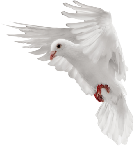 Clipart Free Download Pigeon Png Image Free Icons And - White Dove Flying Png (461x500), Png Download