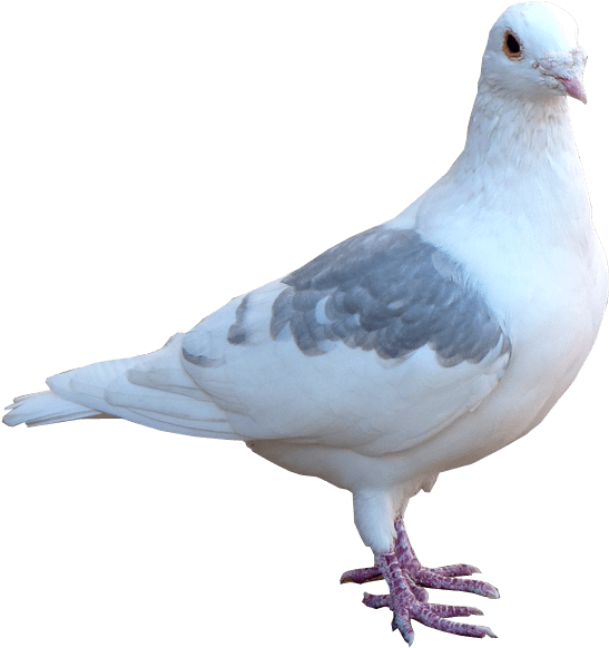 Pigeon Png Transparent Hd Photo - Pigeon Png (600x600), Png Download
