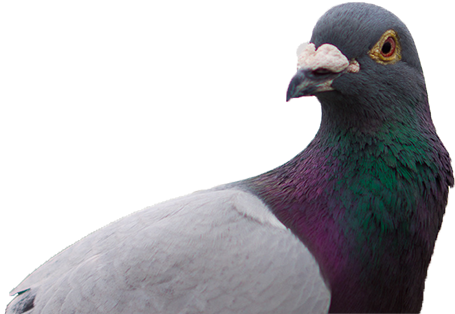 Pigeon Png Image With Transparent Background - Pigeon Head Transparent (460x359), Png Download