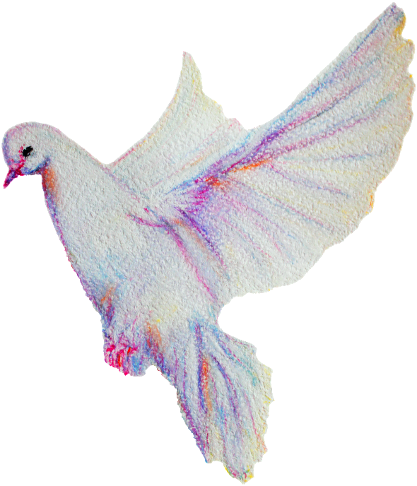 Transparent Decorative Material For The Peaceful White - Rock Dove (650x720), Png Download