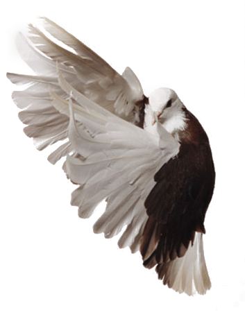 Pigeon Png Image - Typical Pigeons (375x498), Png Download