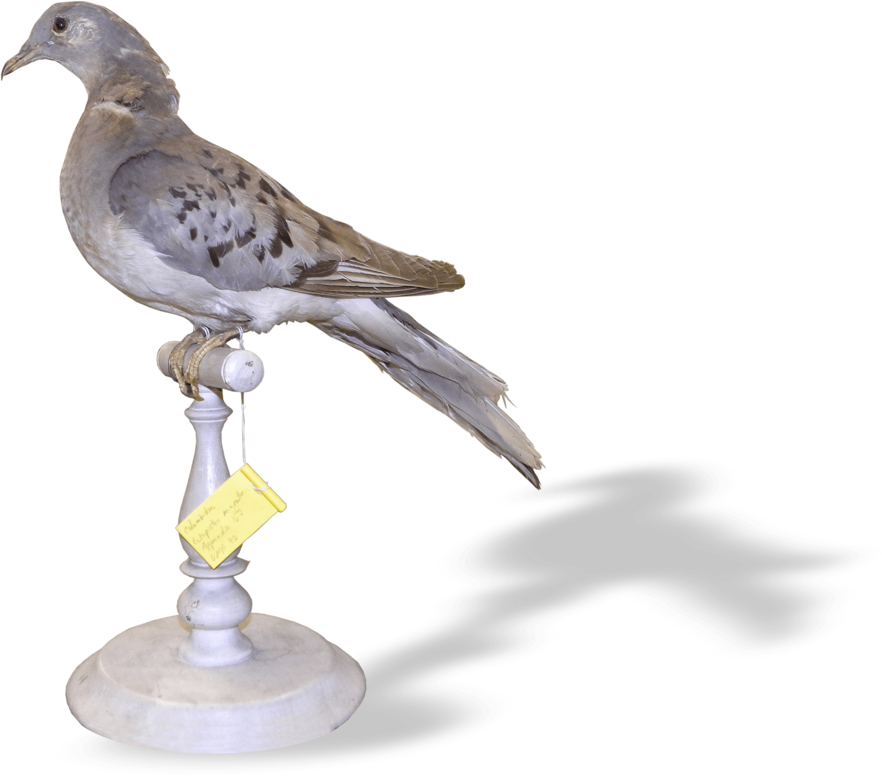 Passenger Pigeon - American Mourning Dove (4049x3000), Png Download