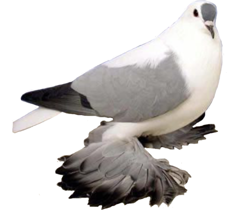 Swallow - Fancy Pigeons Hd Png (454x420), Png Download