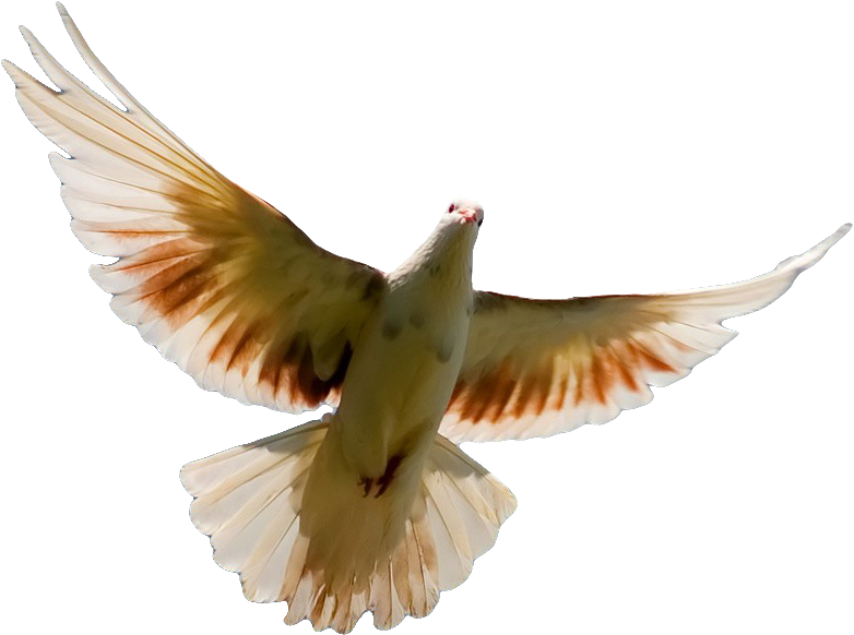 Pigeon Png Transparent Image - Ministry Of The Holy Ghost In Us (918x726), Png Download