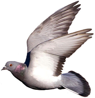 Flying Pigeon Gif Png (387x400), Png Download