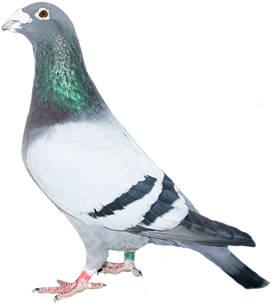 Find Out More - Racing Homer (430x304), Png Download