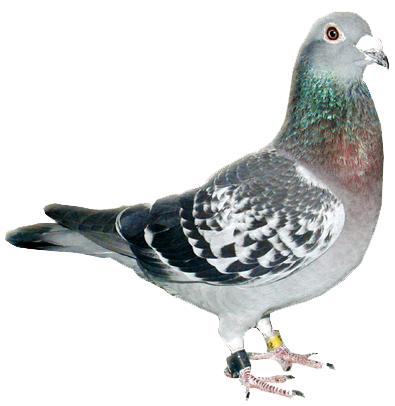 Homing Pigeon No Background (395x406), Png Download