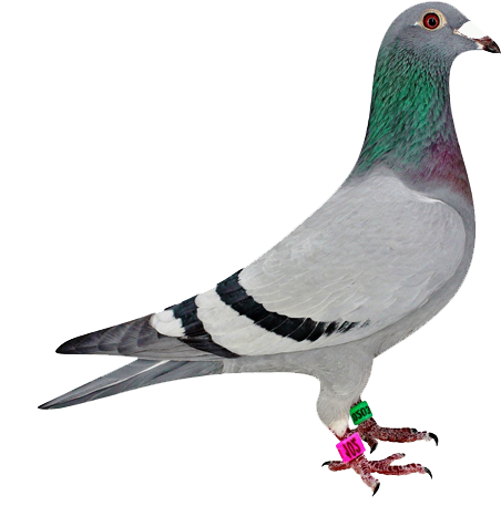 Multimedia Development - Homing Pigeon (500x463), Png Download