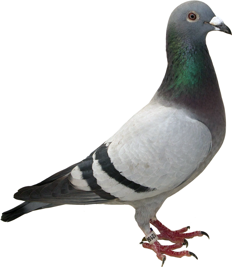 Au 2012 M Smith - Racing Pigeon (1024x1024), Png Download