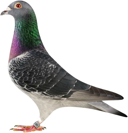 Send Us A Simple Message And We Will Respond With Urgency - Typical Pigeons (624x593), Png Download