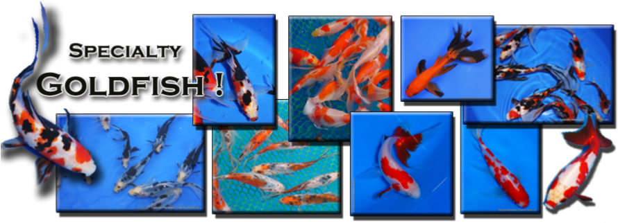Unique Fantail Goldfish From Blackwater Creek Specialty - Goldfish (890x350), Png Download
