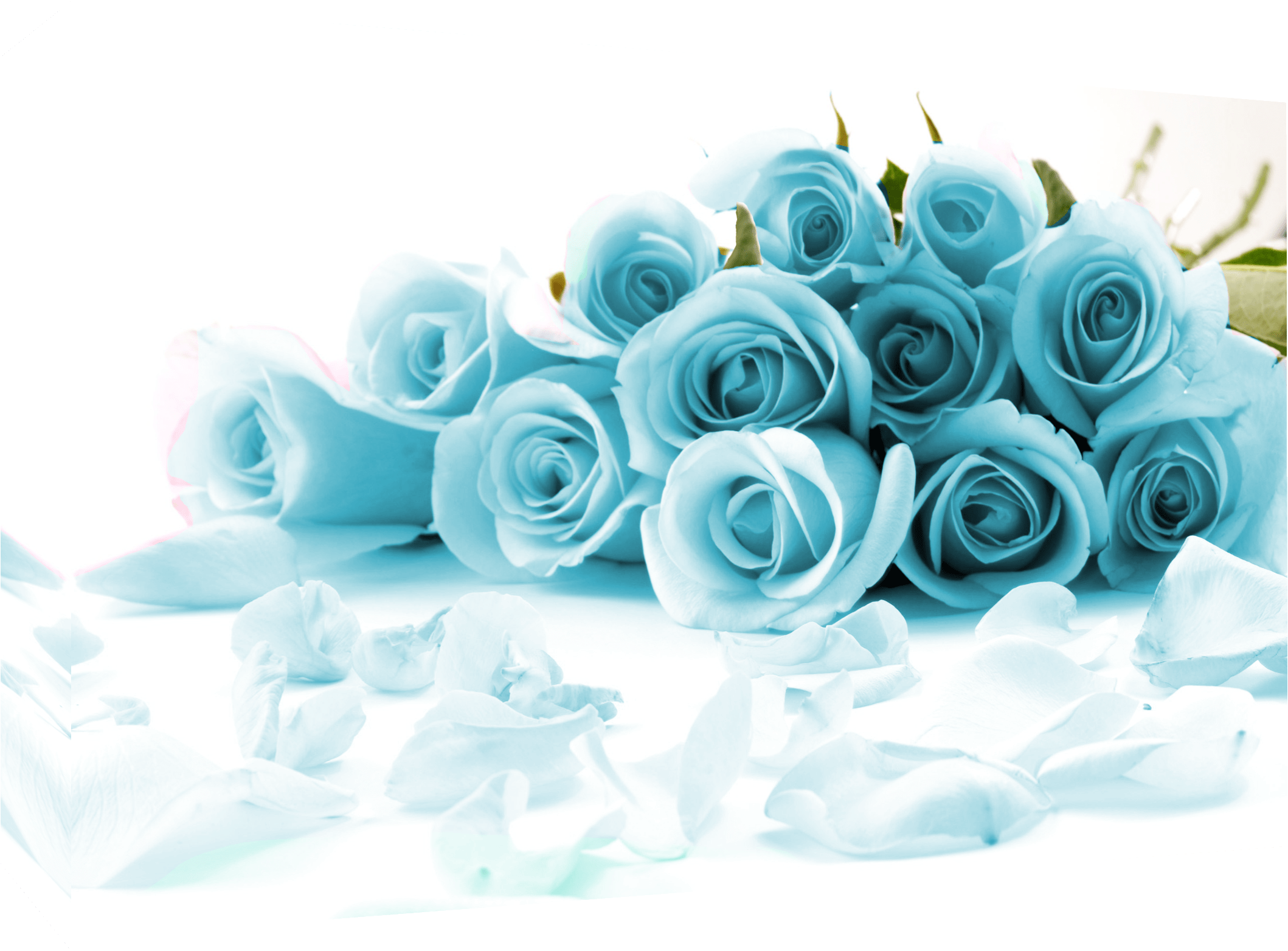 Large Canvas Duck Egg Blue (2248x1600), Png Download