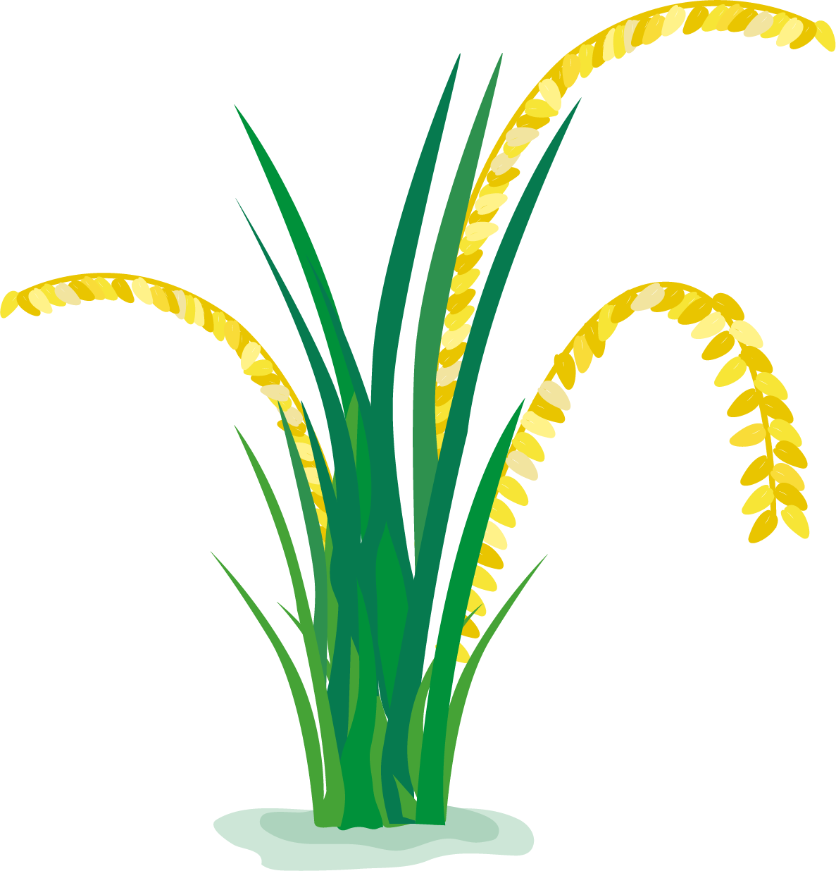 Paddy Field Cartoon In - Rice Plant Png (1187x1236), Png Download