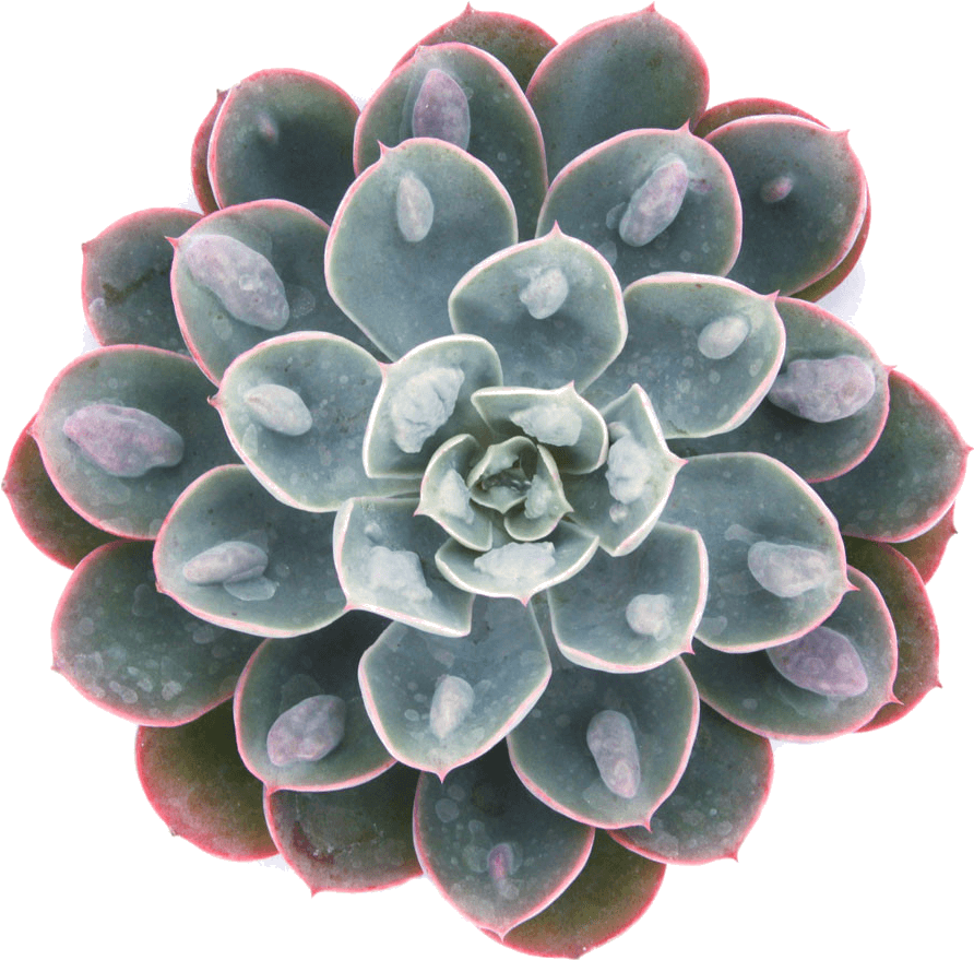 Echeveria 'raindrops' Succulents - Echeveria Raindrops (1024x1024), Png Download
