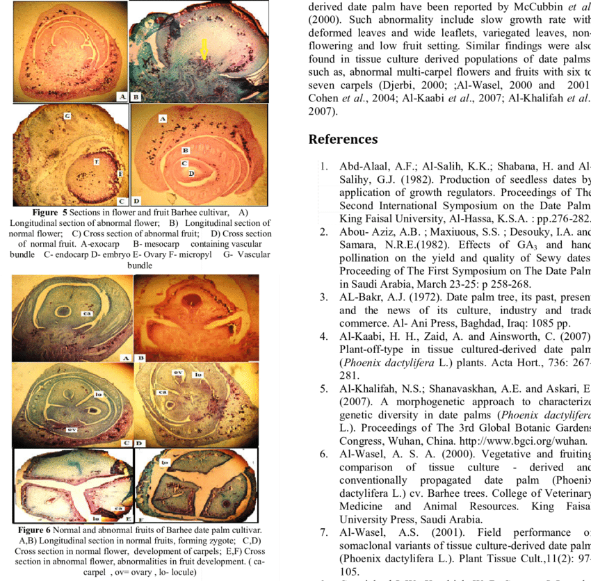 Pollen Grains Of Anthers In Normal And Abnormal Flowers - Pollen (850x836), Png Download