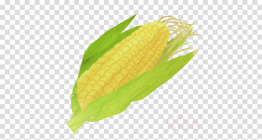 Leaf Clipart Corn On The Cob Sweet Corn - Clip Art (900x480), Png Download
