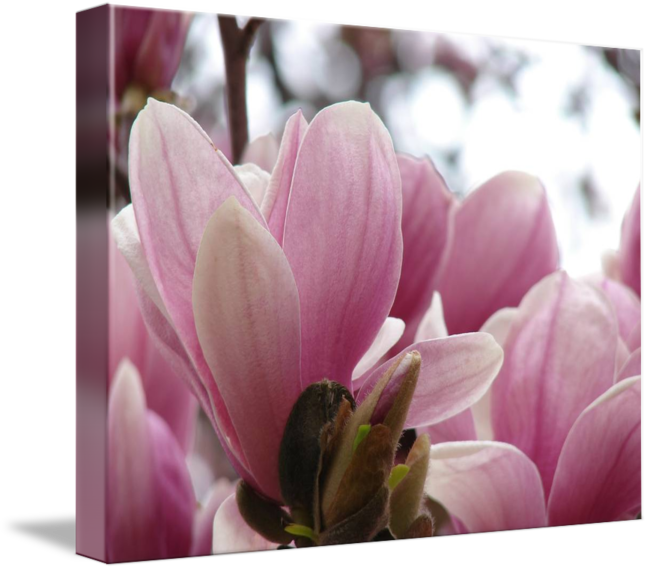 Japanese By Rob Vena - Magnolia (650x570), Png Download