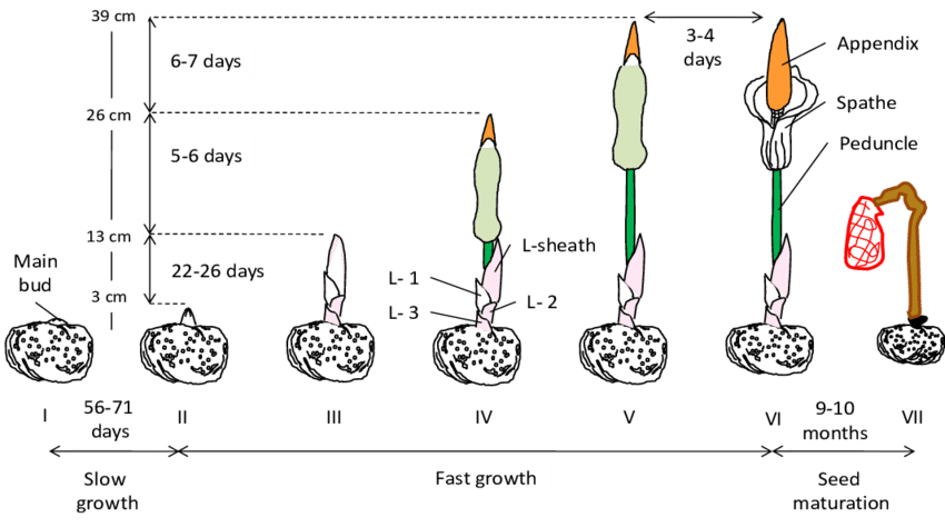 Spadix Development Of A - Diagram (850x474), Png Download