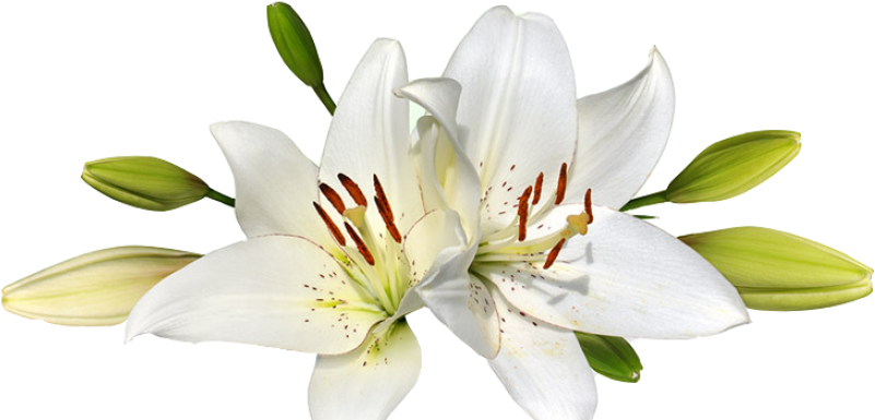 Easter Lily Clip - Easter Lily Png (960x480), Png Download