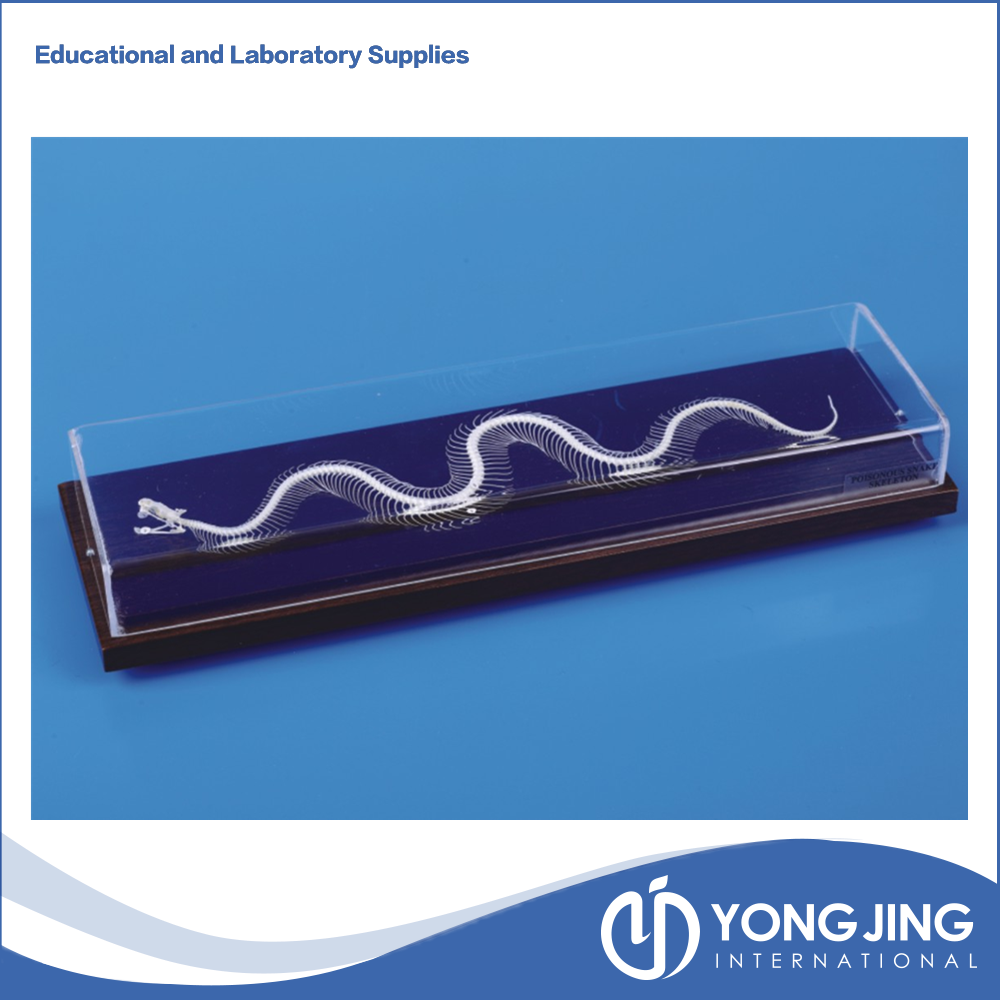 Snake Skeleton Model For School Teaching - School (1000x1000), Png Download