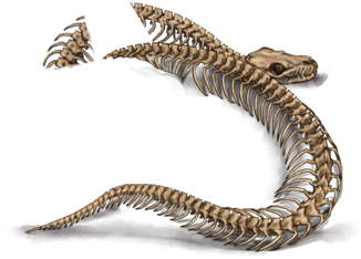 Snake (640x500), Png Download