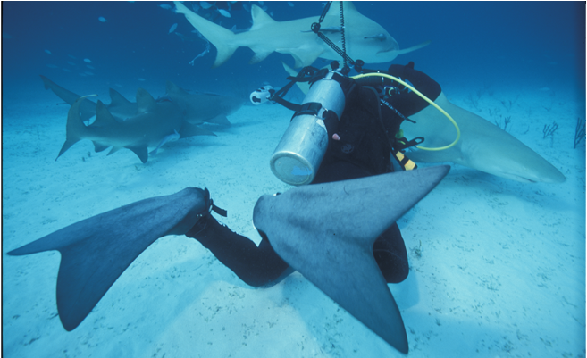 Underwater Photography, Sharks - Photography (960x400), Png Download