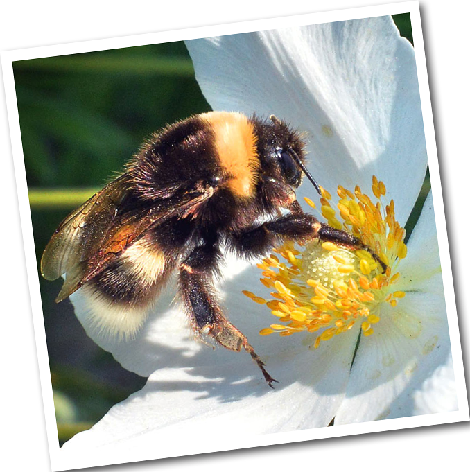 4 Fun Facts About Classical Music - Bumblebee (678x681), Png Download