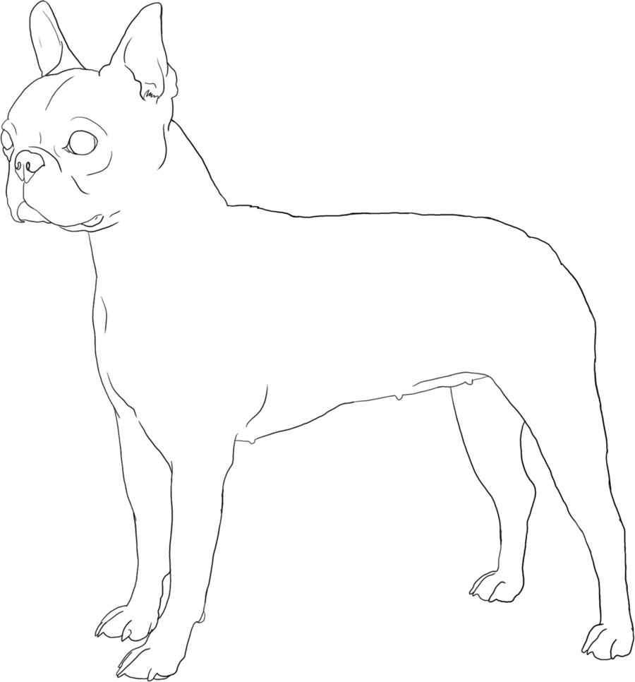 Boston Terrier Coloring Pages Puppies And Page Qqa - Boston Terrier Dog Coloring Pages (900x966), Png Download