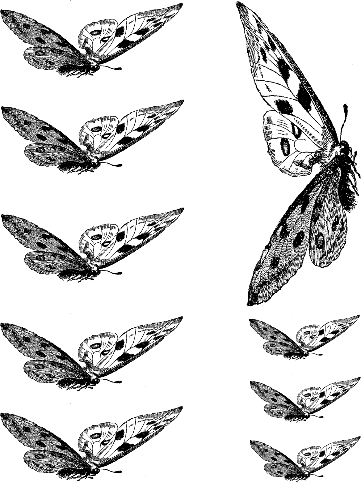 Butterfly Collage Sheet Download ,png - Papilio Machaon (1237x1600), Png Download