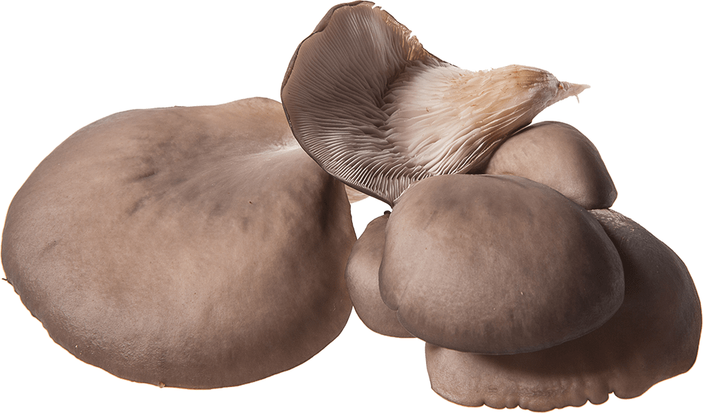 Oyster Mushroom - Pleurotus Eryngii (1000x588), Png Download
